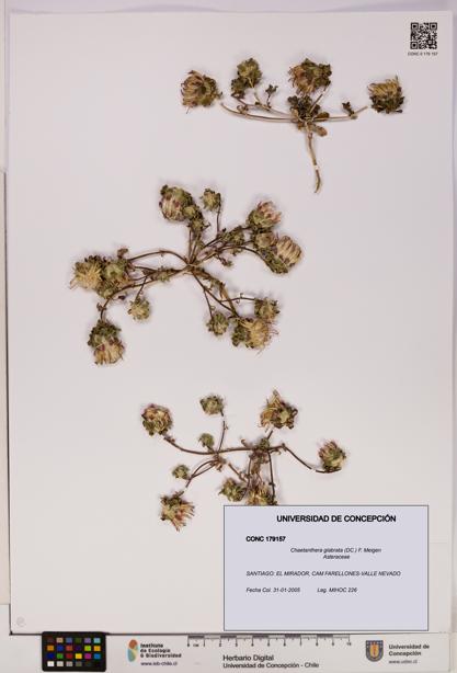 Chaetanthera glabrata [Espécimen: UDEC:CONC:0179157]