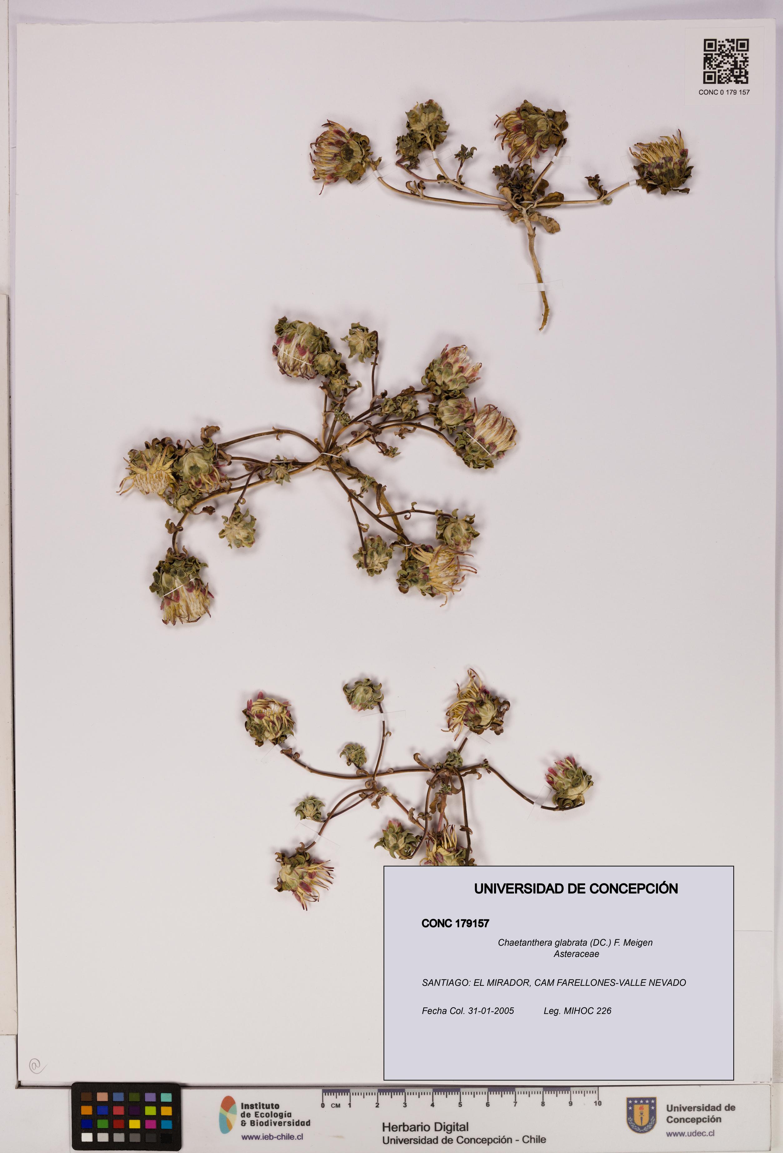 Chaetanthera glabrata [Espécimen: UDEC:CONC:0179157]