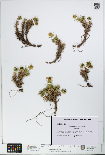 Calopappus acerosus [Espécimen: ]