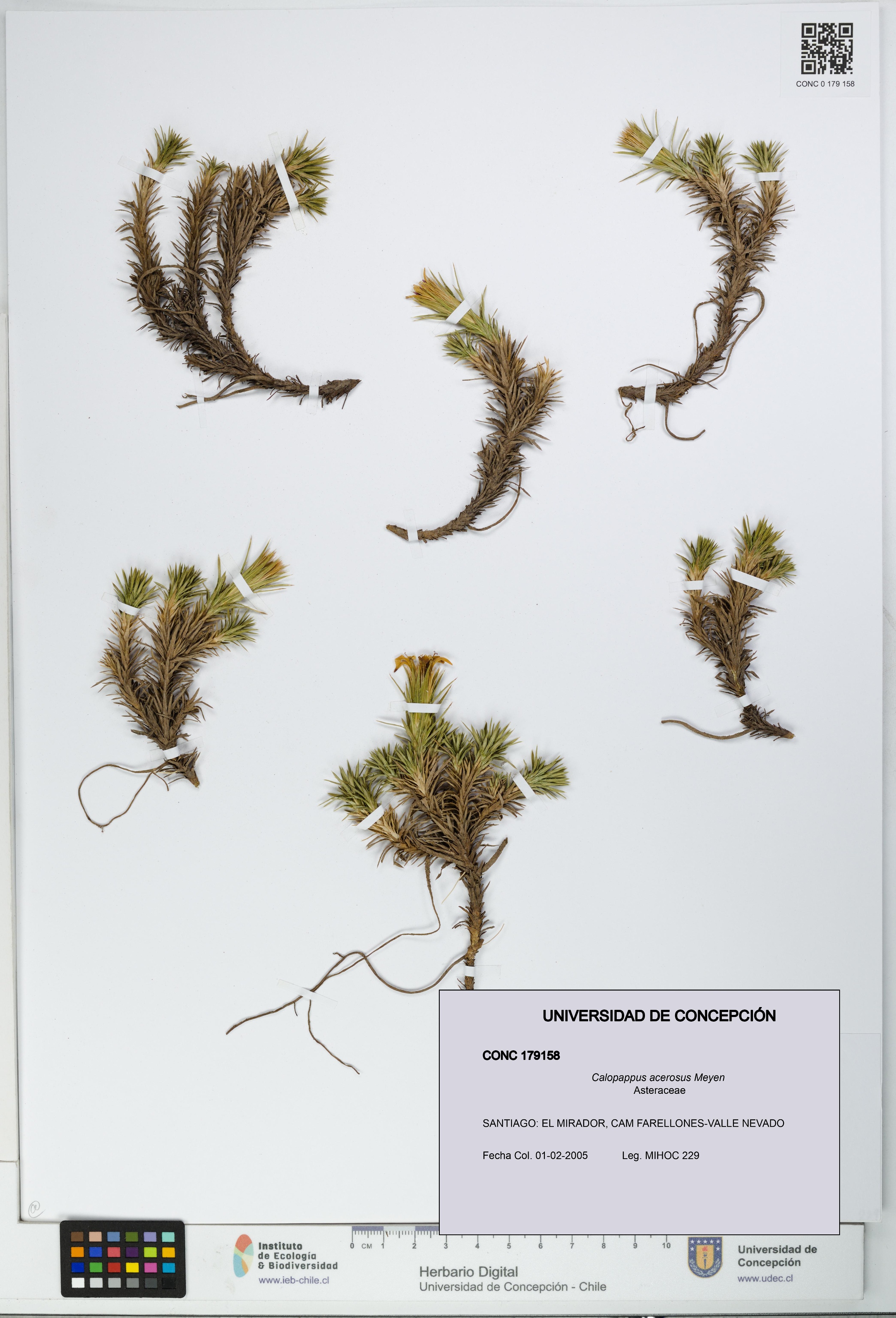 Calopappus acerosus [Espécimen: ]