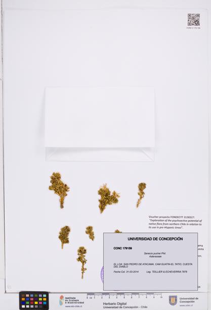 Senecio puchei [Espécimen: ]