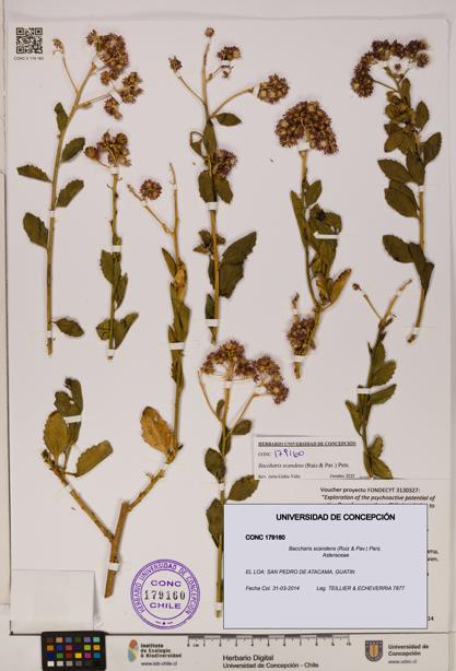 Baccharis scandens [Espécimen: UDEC:CONC:0179160]