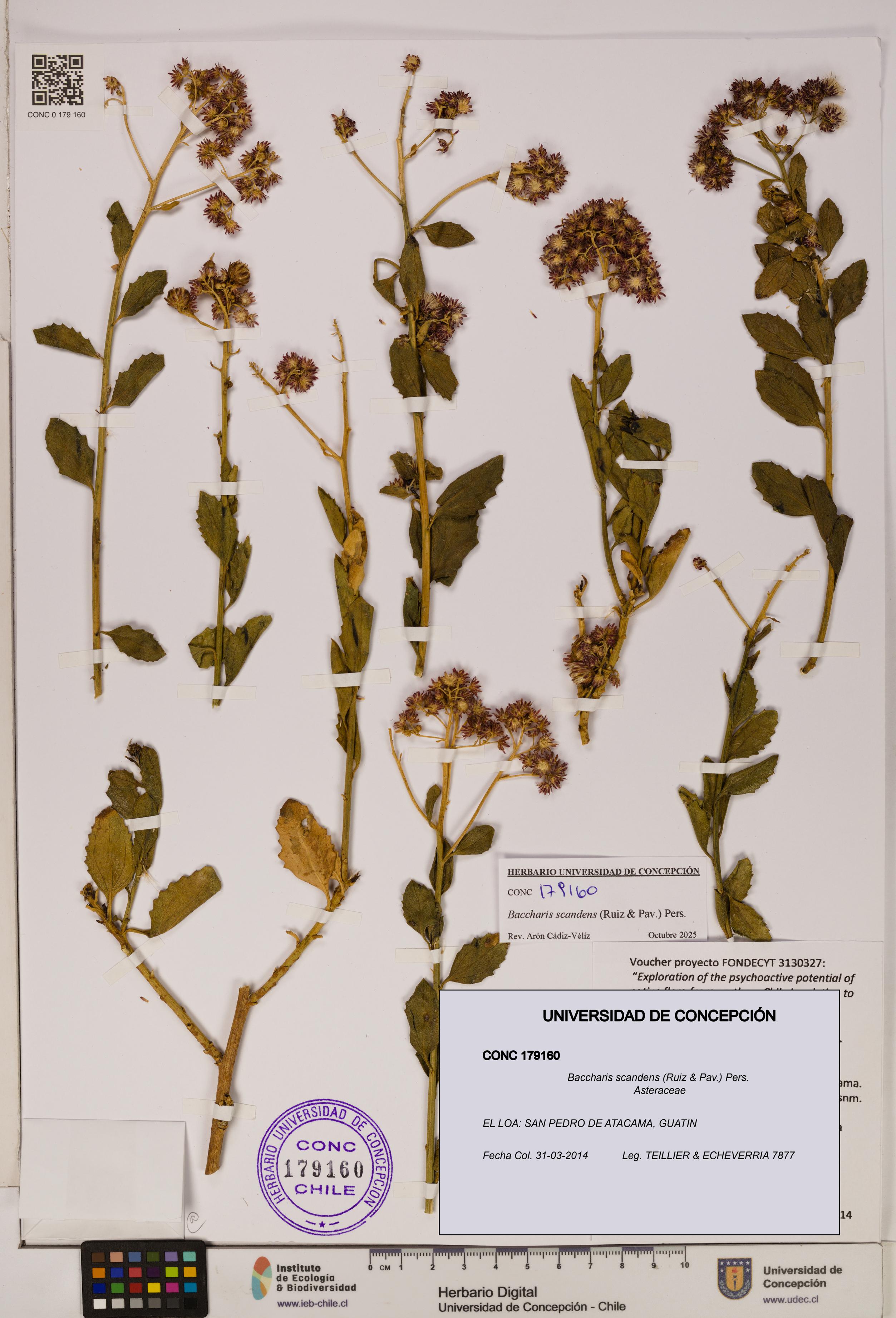 Baccharis scandens [Espécimen: UDEC:CONC:0179160]