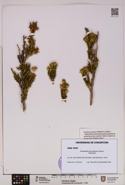 Parastrephia lucida [Espécimen: UDEC:CONC:0179161]