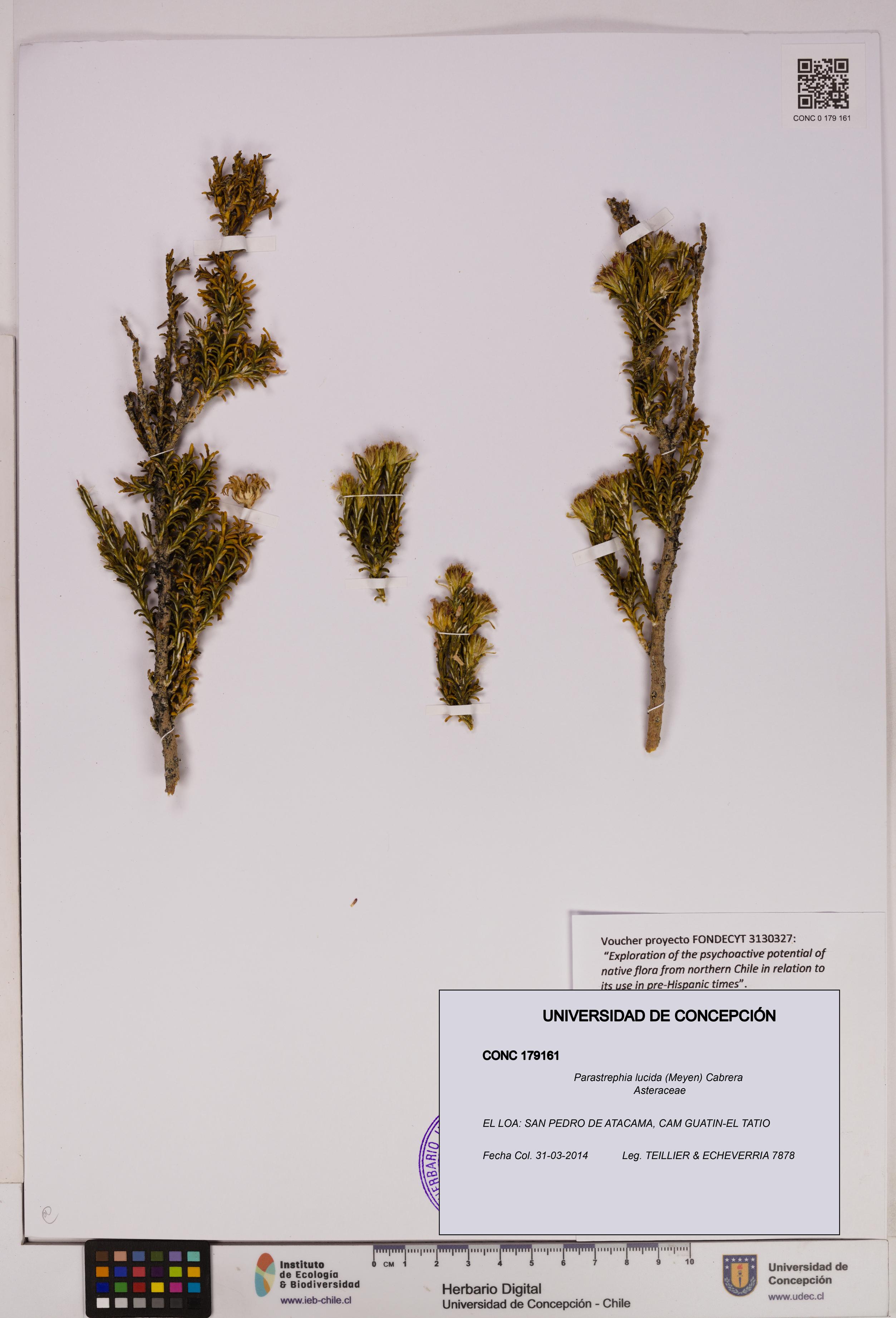 Parastrephia lucida [Espécimen: UDEC:CONC:0179161]