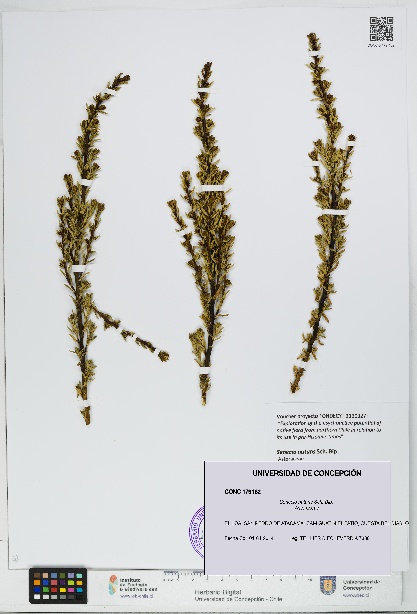 Senecio nutans [Espécimen: UDEC:CONC:0179162]