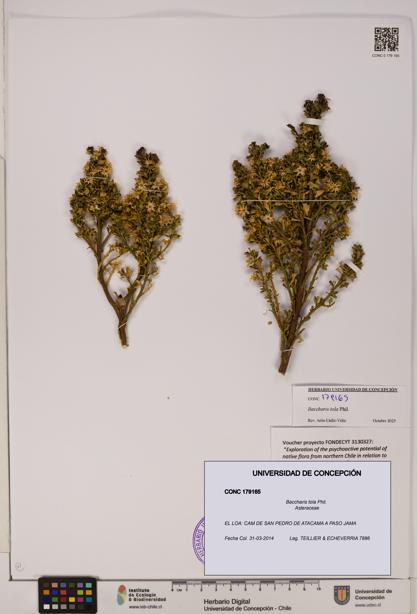 Baccharis tola [Espécimen: UDEC:CONC:0179165]
