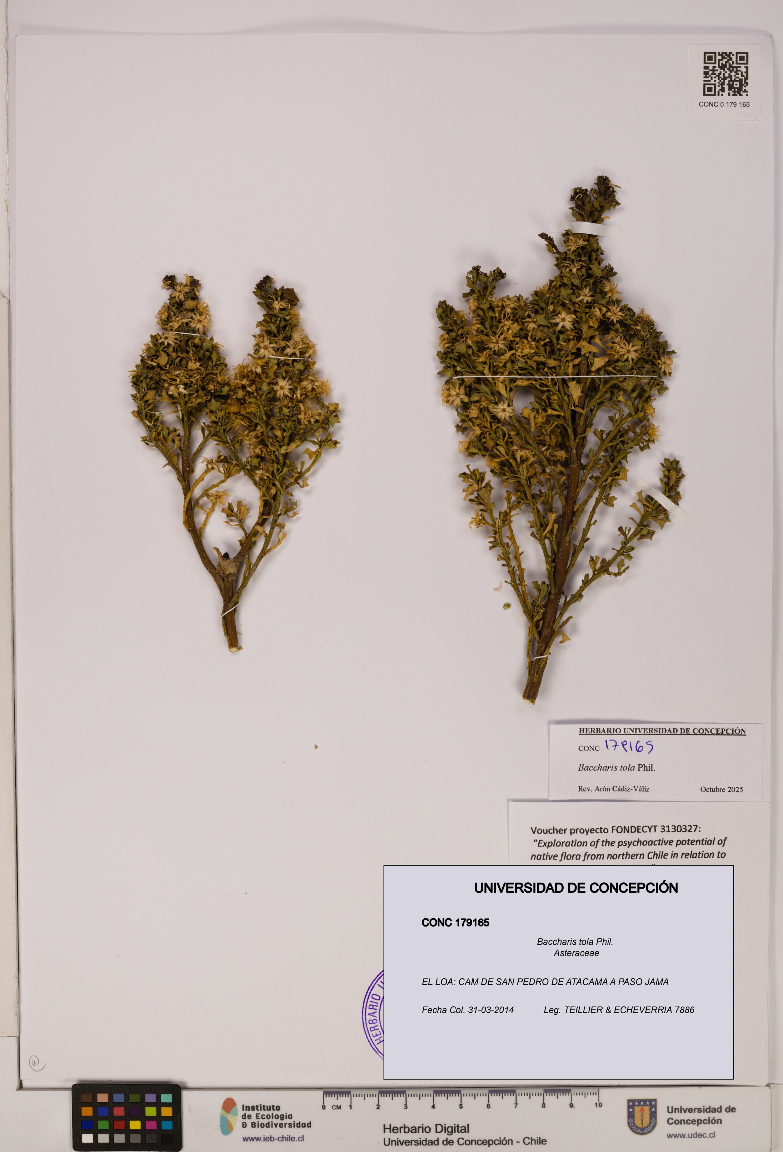 Baccharis tola [Espécimen: UDEC:CONC:0179165]