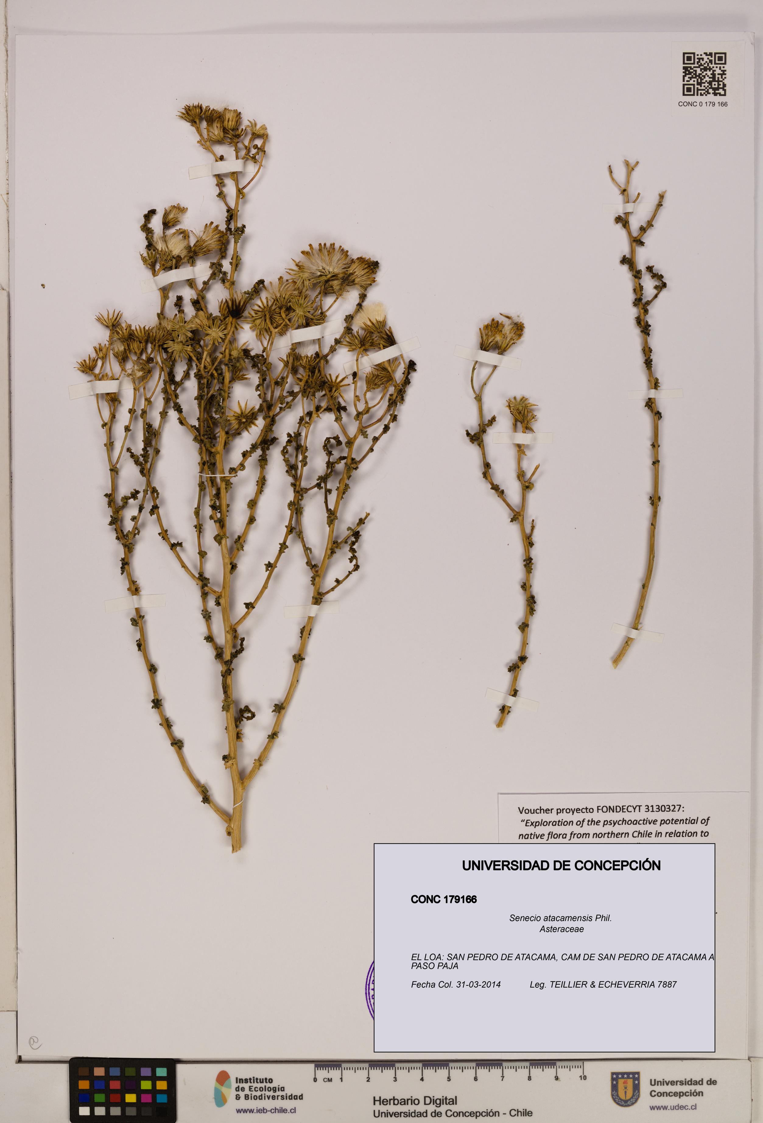 Senecio atacamensis [Espécimen: UDEC:CONC:0179166]