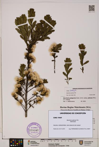 Baccharis patagonica [Espécimen: UDEC:CONC:0179167]