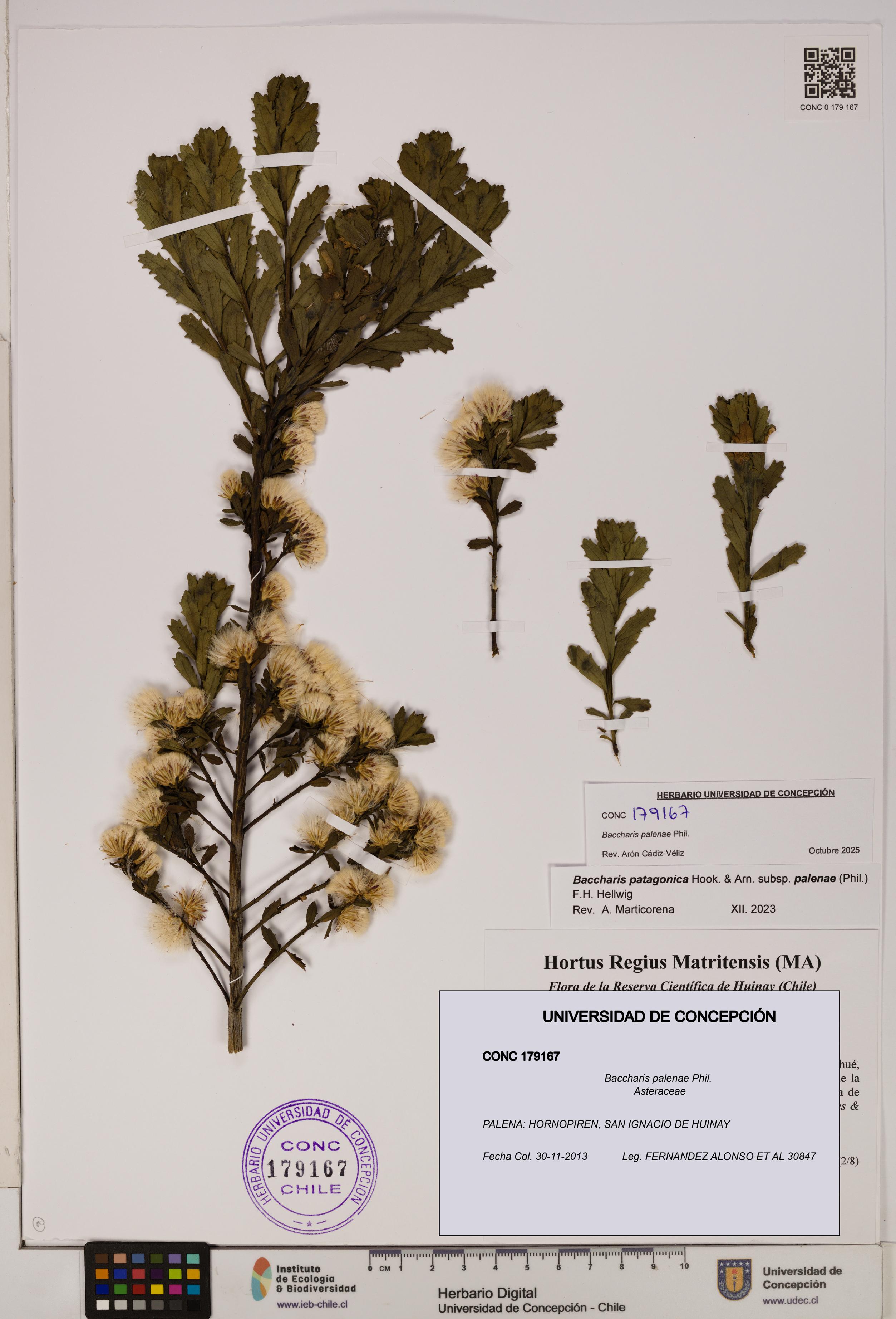Baccharis patagonica [Espécimen: UDEC:CONC:0179167]