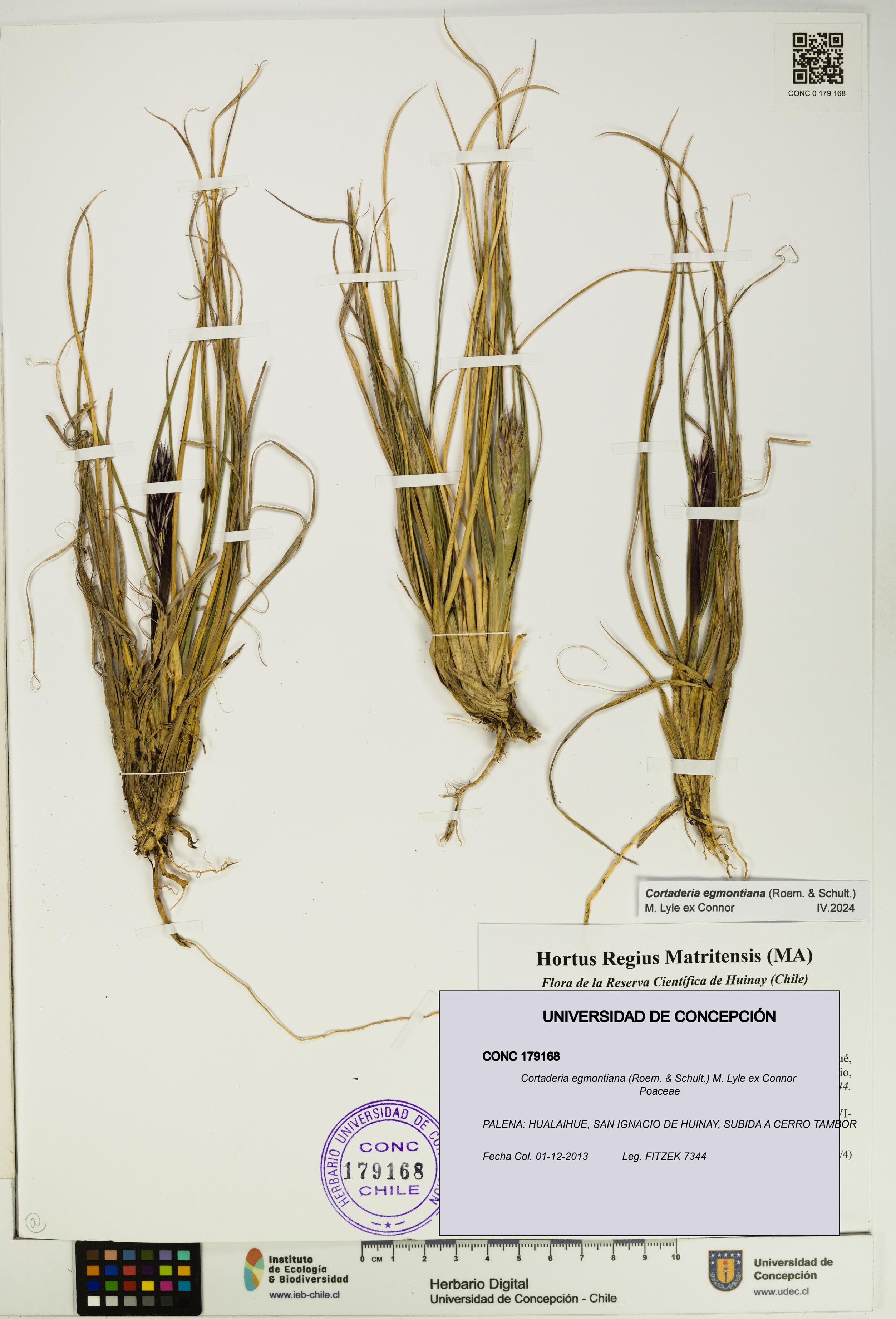 Cortaderia egmontiana [Espécimen: UDEC:CONC:0179168]