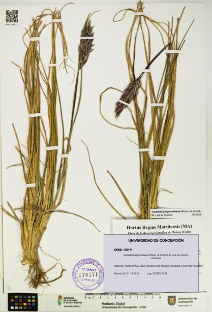 Cortaderia egmontiana [Espécimen: UDEC:CONC:0179171]
