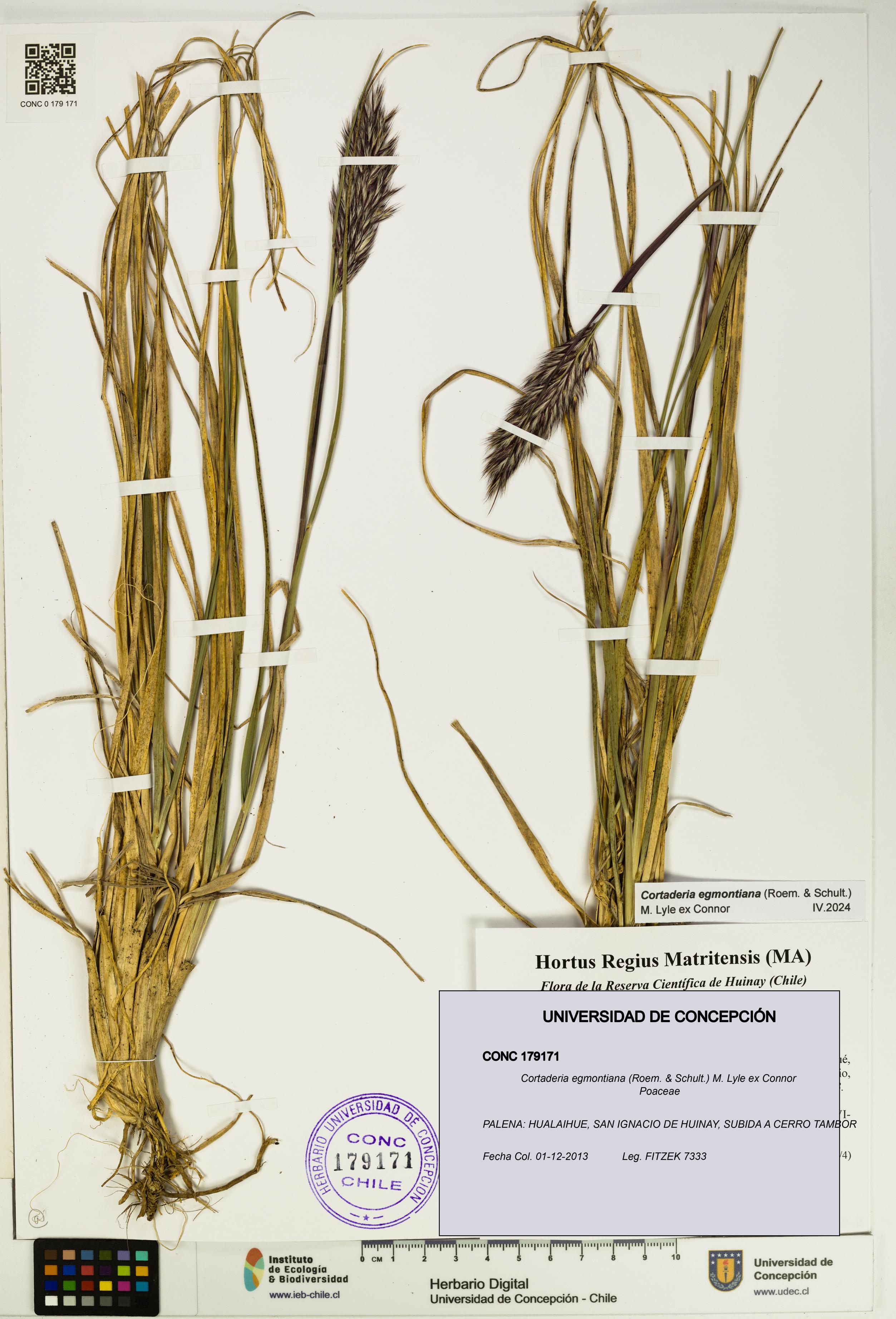 Cortaderia egmontiana [Espécimen: UDEC:CONC:0179171]