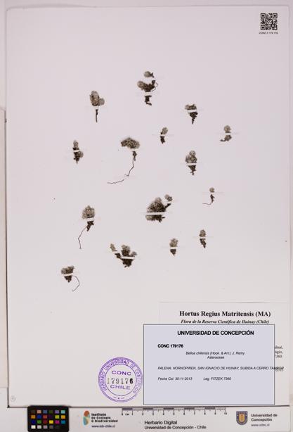 Belloa chilensis [Espécimen: UDEC:CONC:0179176]