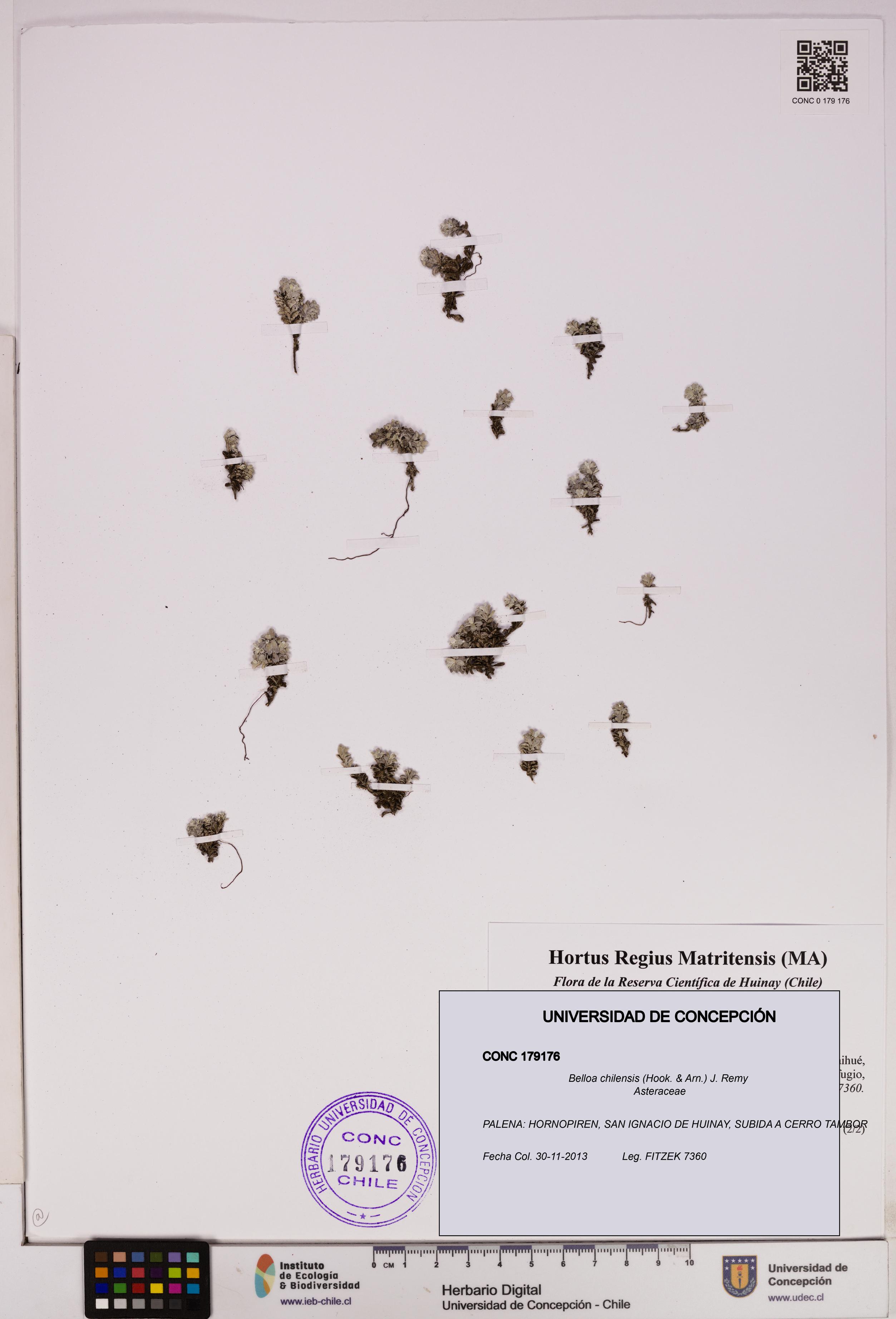 Belloa chilensis [Espécimen: UDEC:CONC:0179176]
