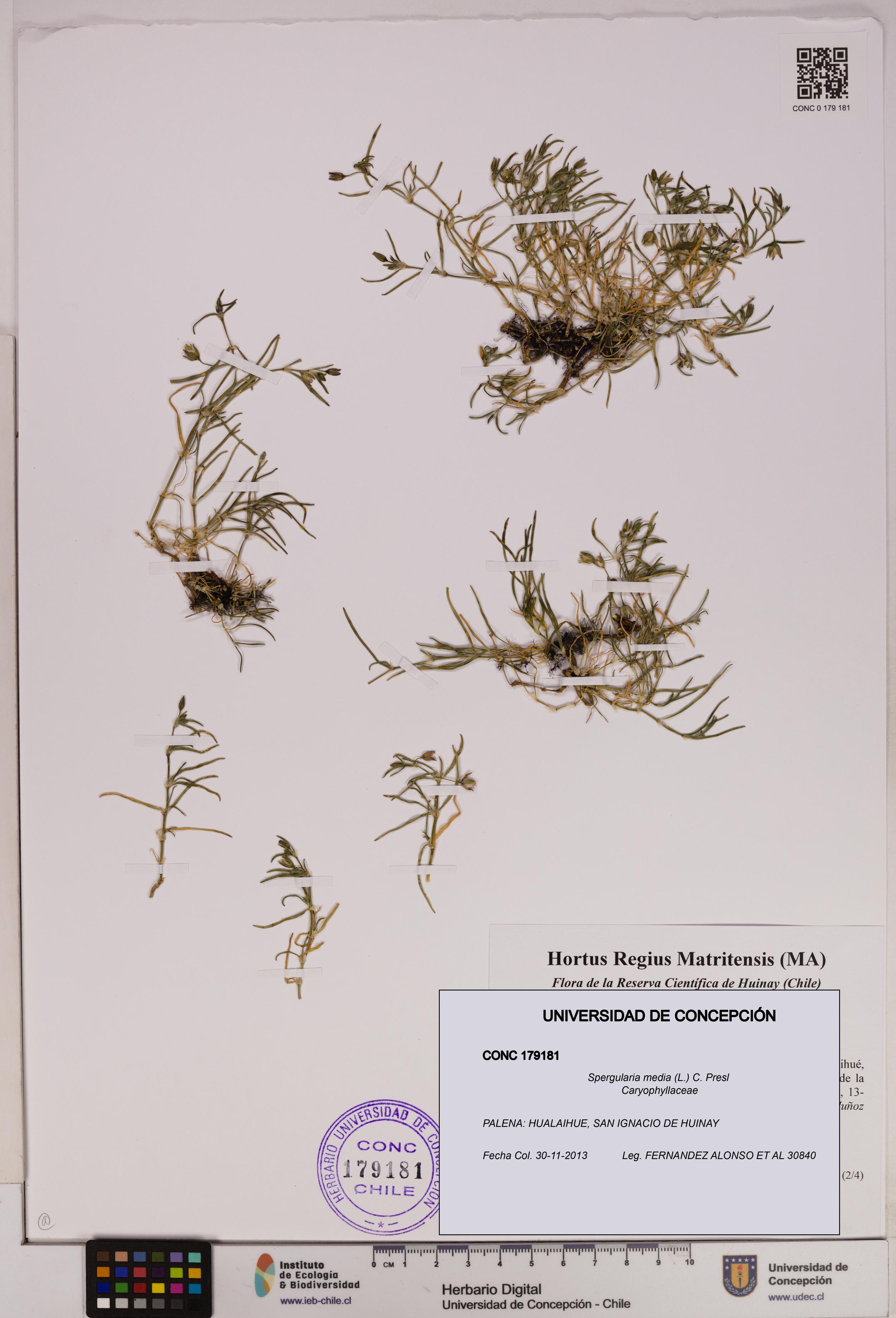 Spergularia media [Espécimen: UDEC:CONC:0179181]
