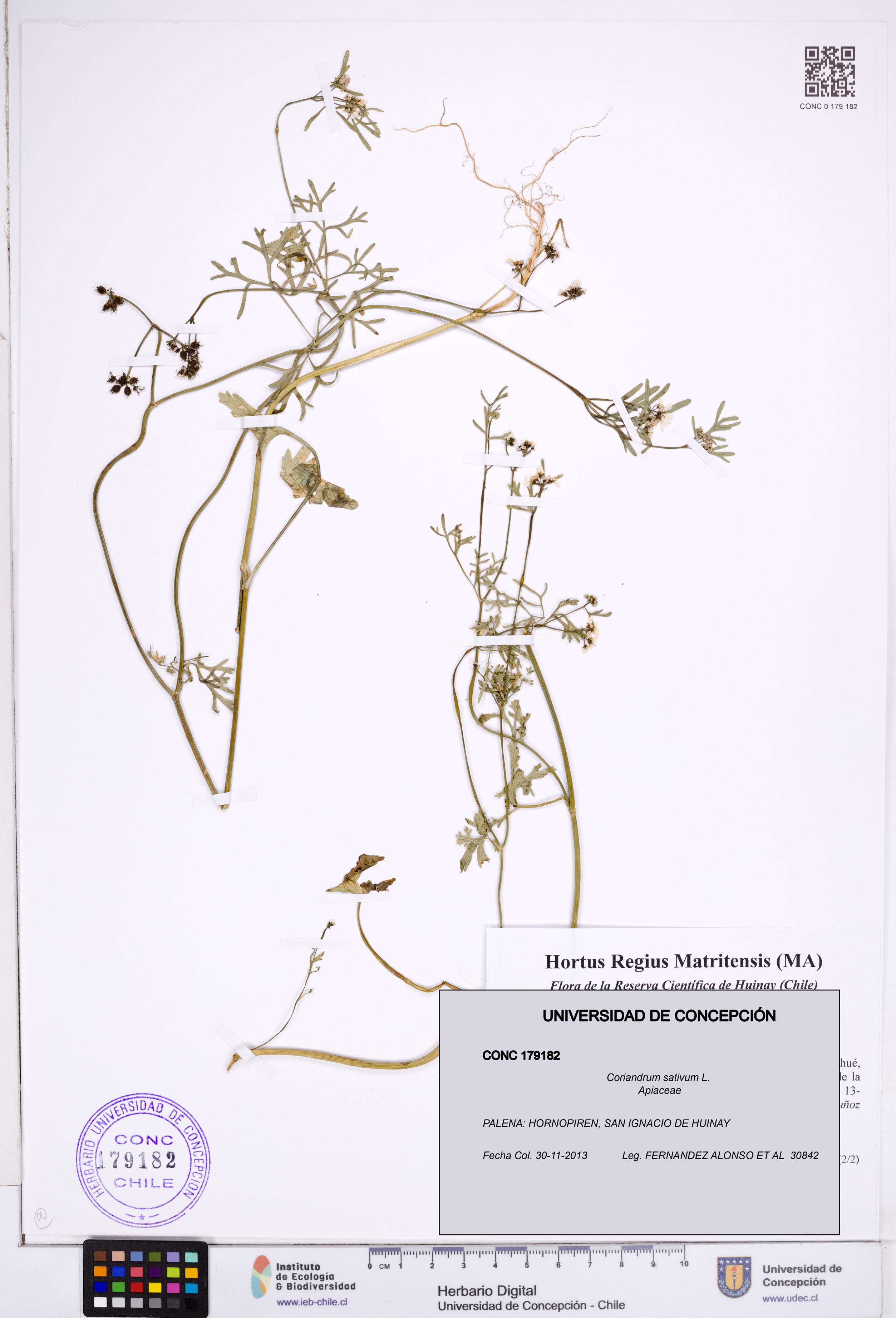 Coriandrum sativum [Espécimen: ]