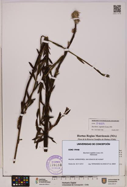 Baccharis sagittalis [Espécimen: UDEC:CONC:0179183]