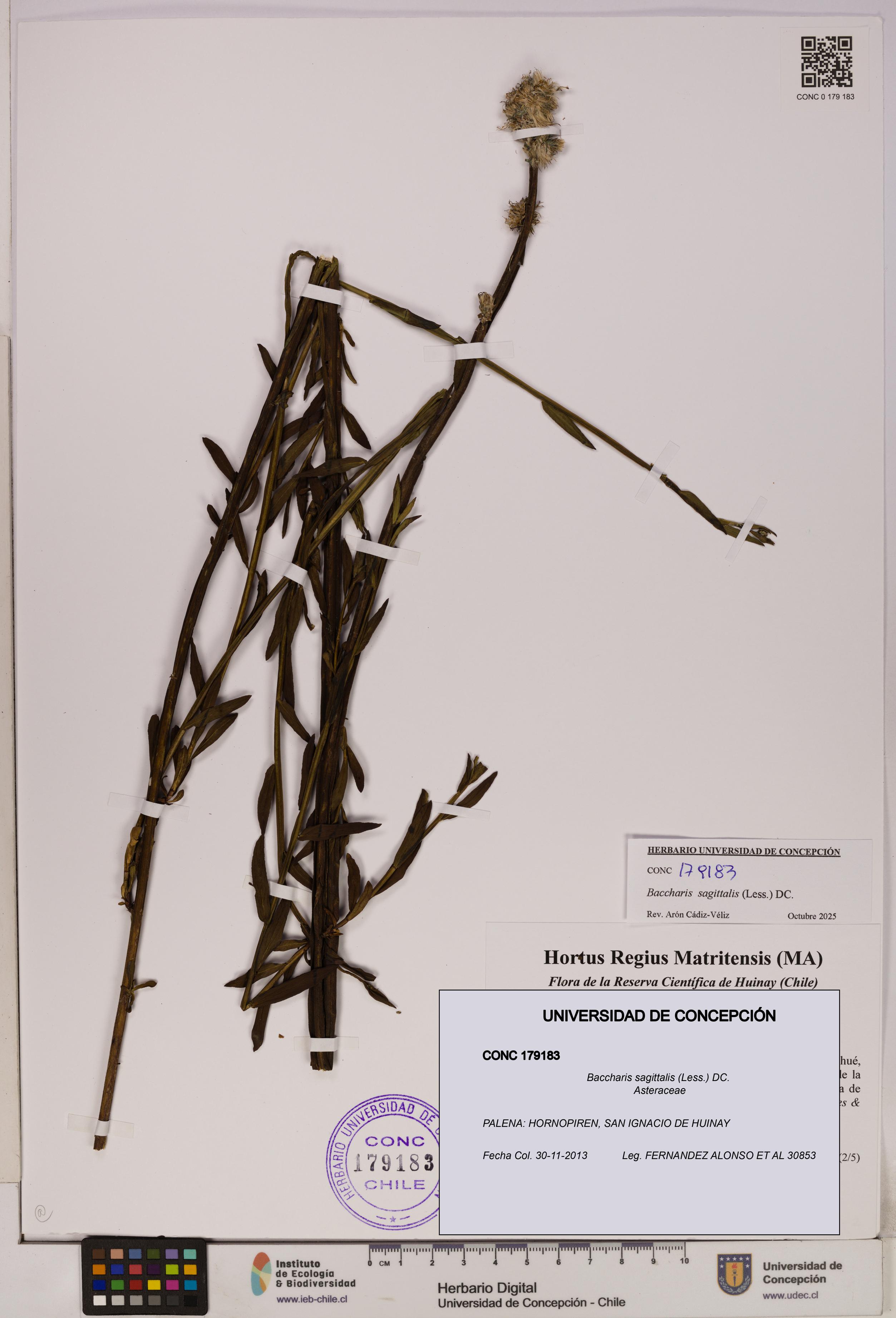 Baccharis sagittalis [Espécimen: UDEC:CONC:0179183]