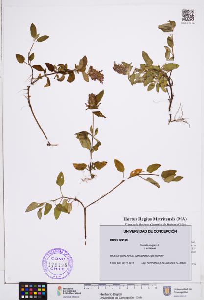 Prunella vulgaris [Espécimen: ]