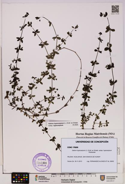 Galium hypocarpium subsp. hypocarpium [Espécimen: UDEC:CONC:0179200]