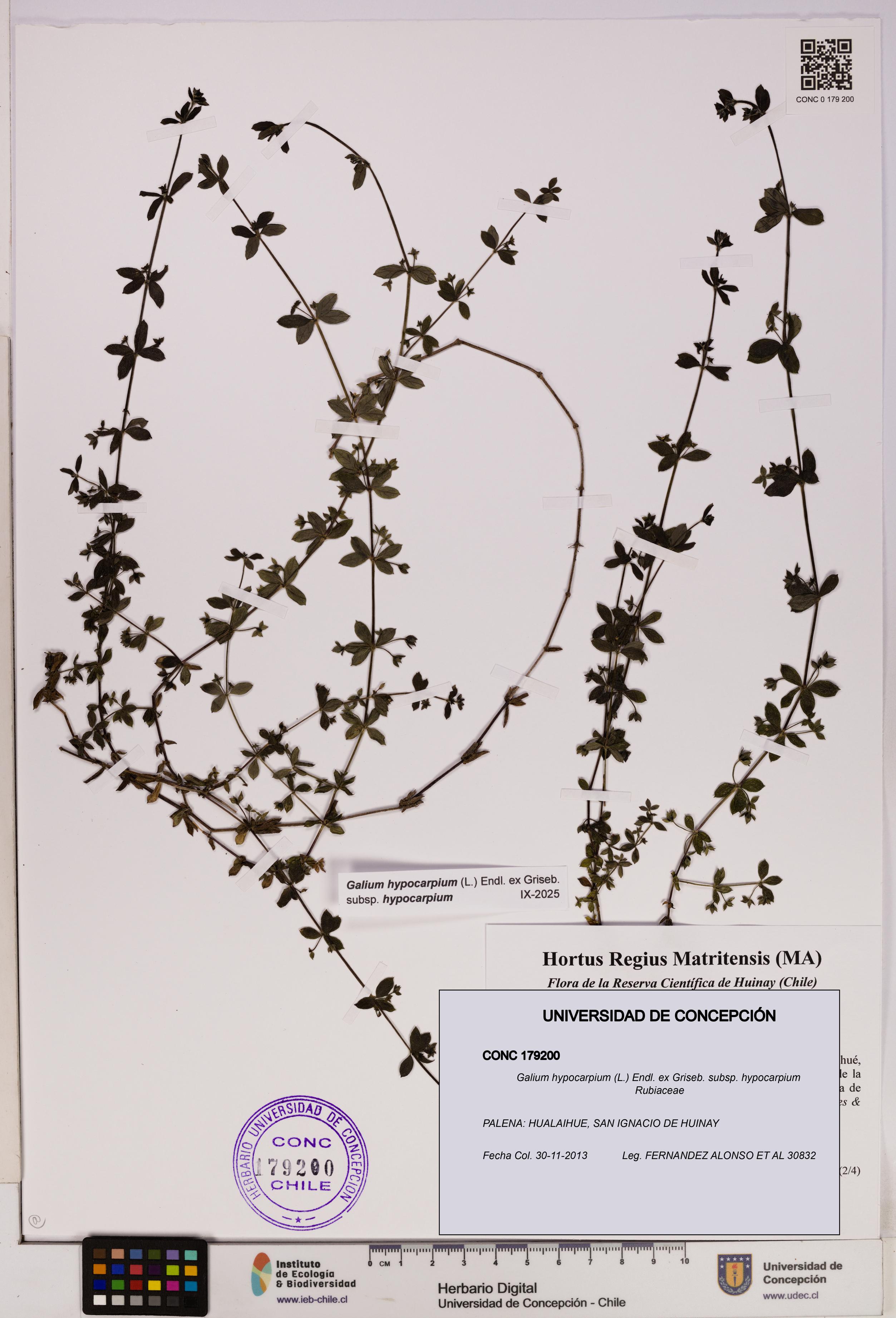 Galium hypocarpium subsp. hypocarpium [Espécimen: UDEC:CONC:0179200]