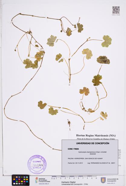 Hydrocotyle chamaemorus [Espécimen: ]