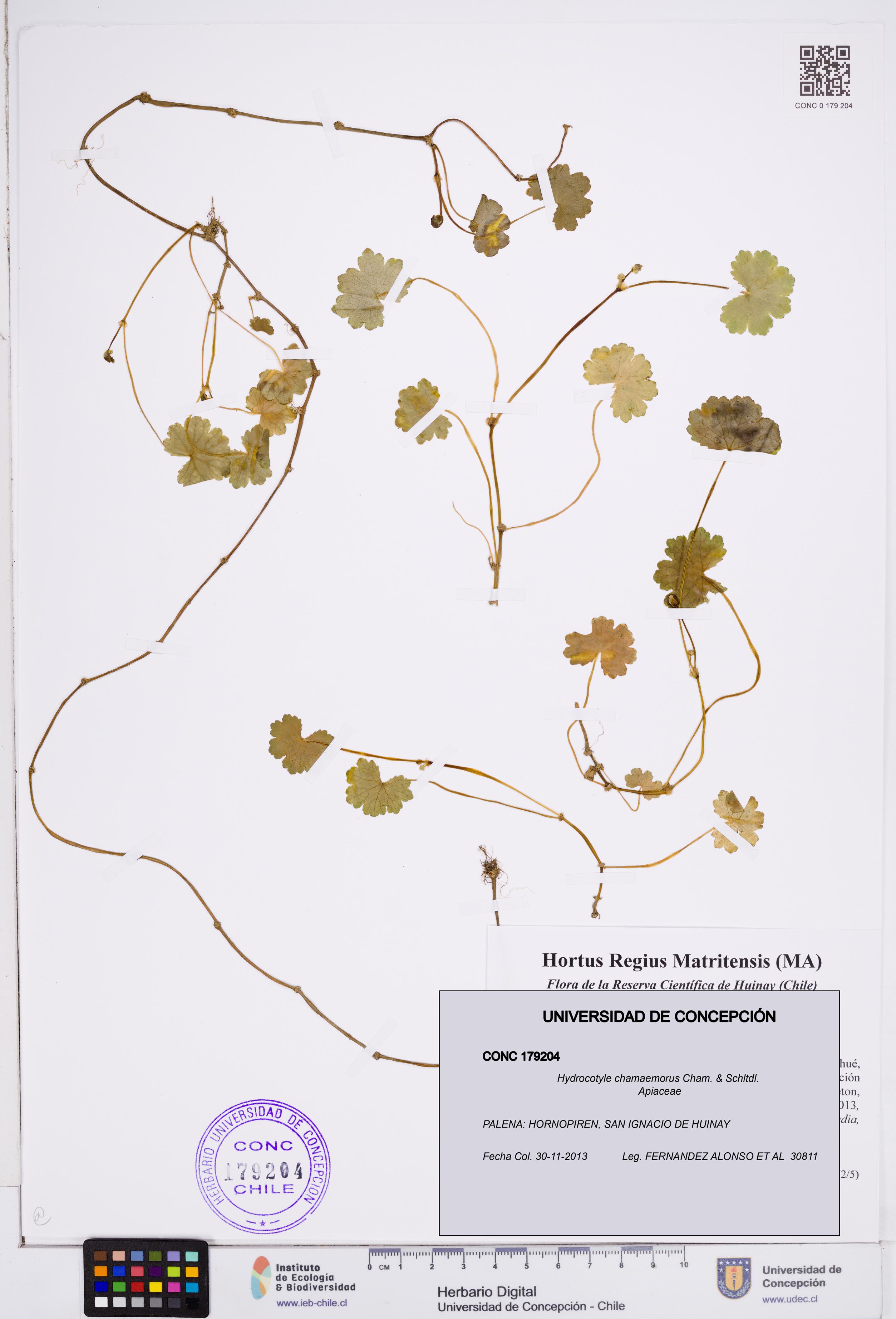 Hydrocotyle chamaemorus [Espécimen: ]