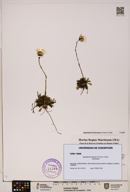 Haplosticha trifurcata [Espécimen: UDEC:CONC:0179205]