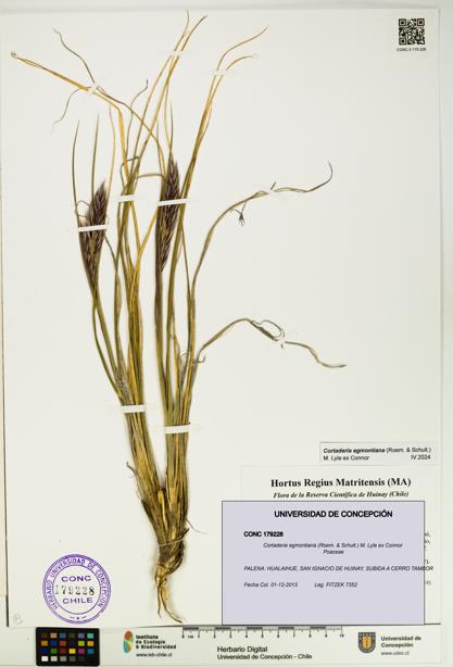 Cortaderia egmontiana [Espécimen: UDEC:CONC:0179228]