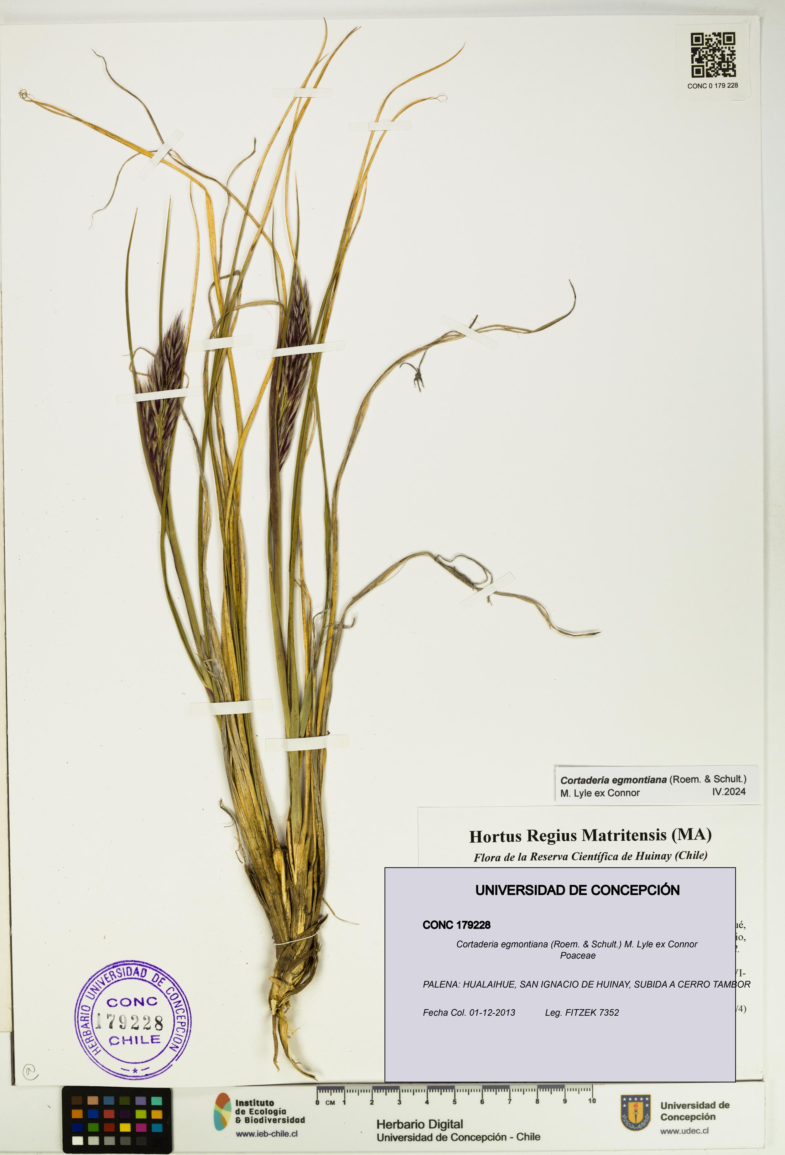 Cortaderia egmontiana [Espécimen: UDEC:CONC:0179228]