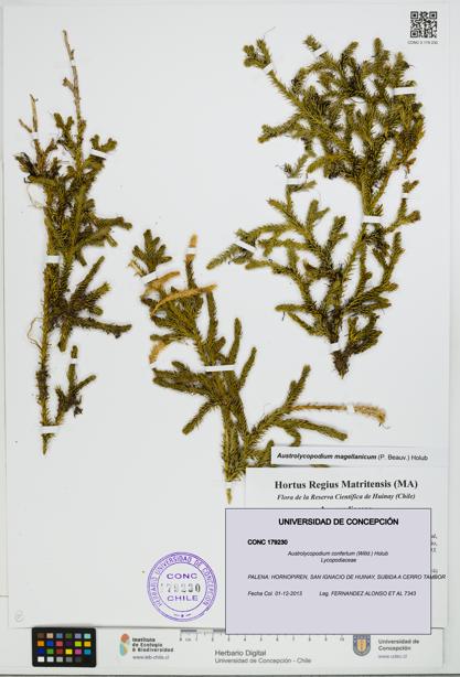 Austrolycopodium confertum [Espécimen: UDEC:CONC:0179230]