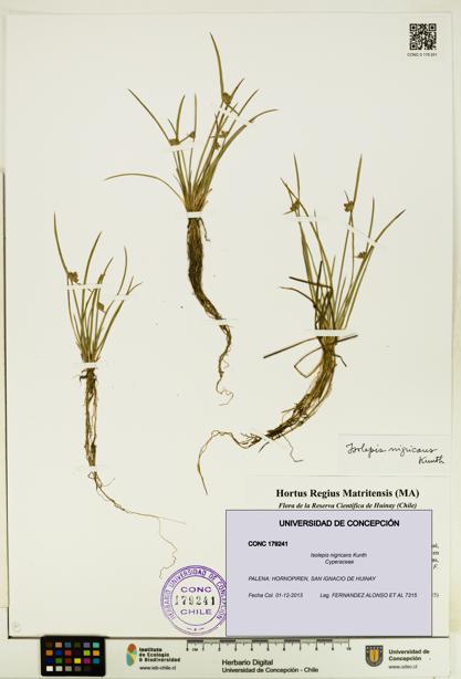 Isolepis nigricans [Espécimen: UDEC:CONC:0179241]