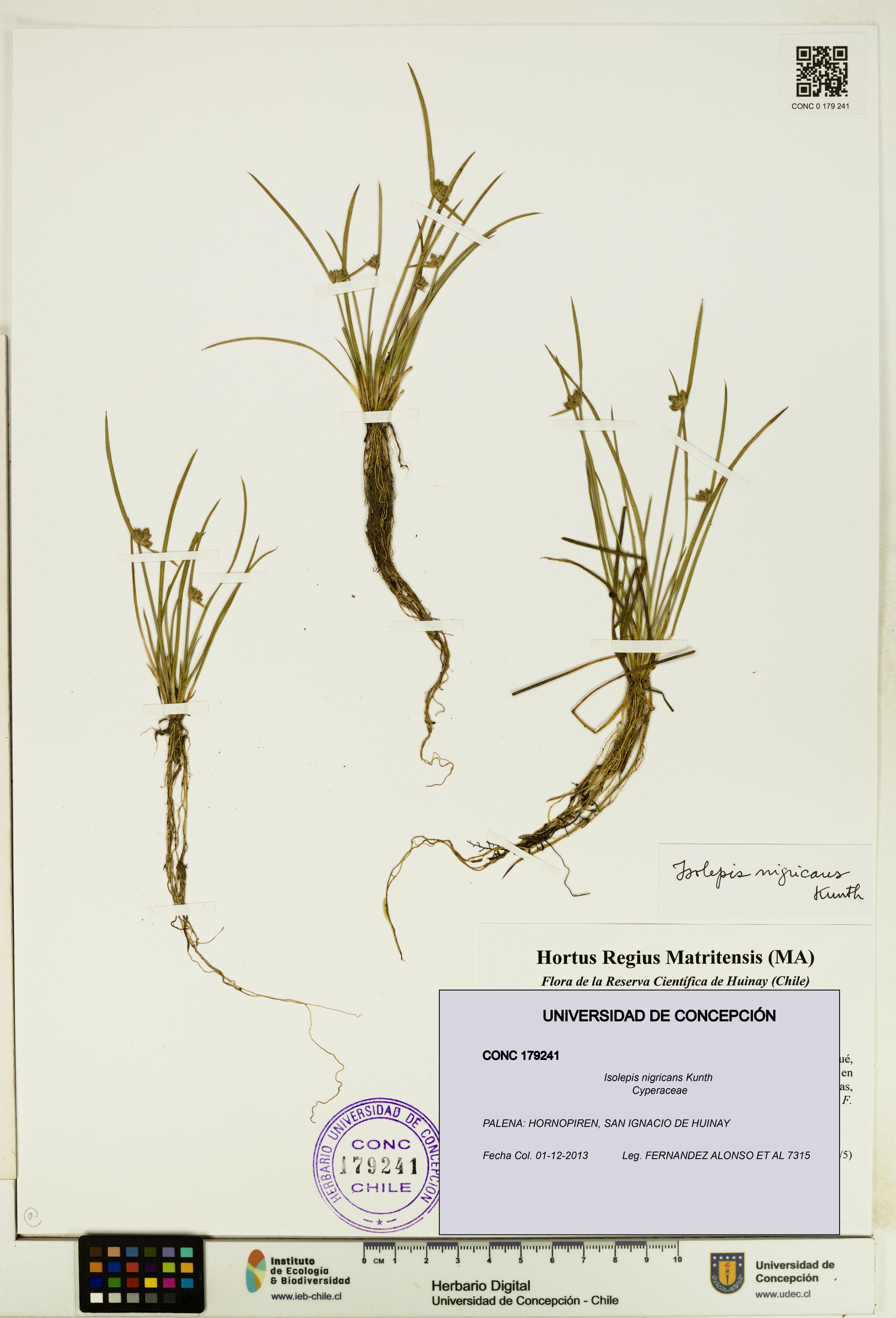 Isolepis nigricans [Espécimen: UDEC:CONC:0179241]
