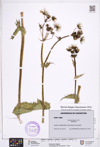 Sonchus asper [Espécimen: ]