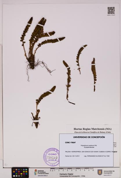 Polystichum andinum [Espécimen: UDEC:CONC:0179247]