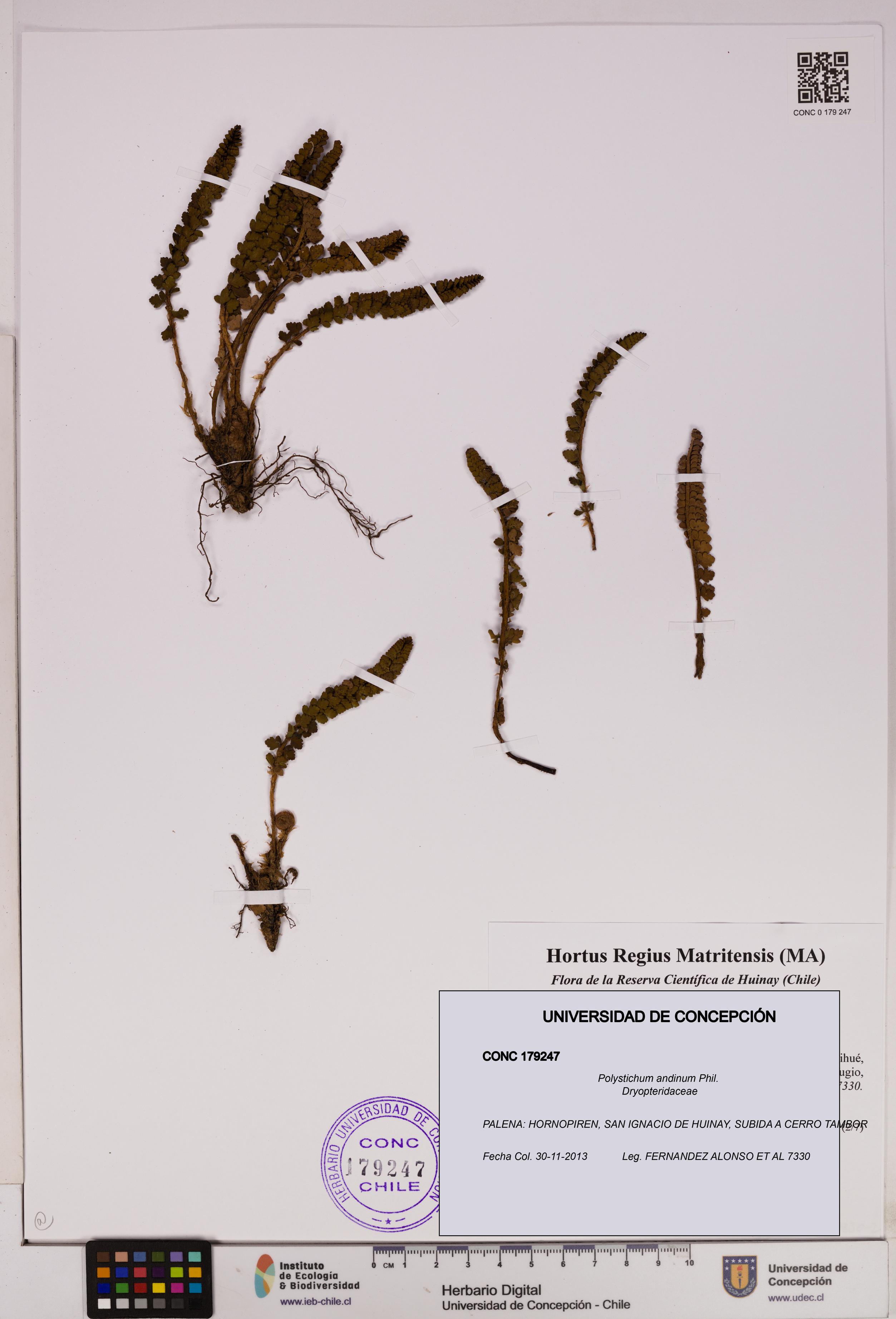 Polystichum andinum [Espécimen: UDEC:CONC:0179247]