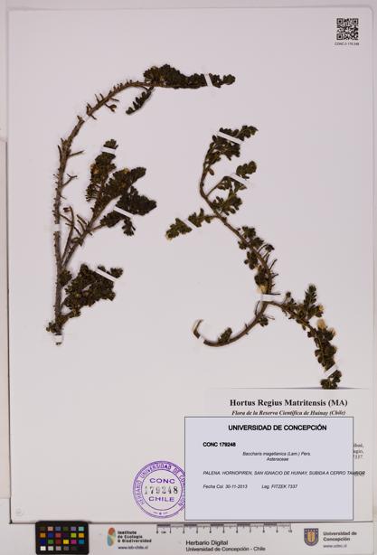 Baccharis magellanica [Espécimen: UDEC:CONC:0179248]