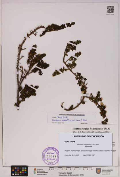 Baccharis magellanica [Espécimen: UDEC:CONC:0179248]