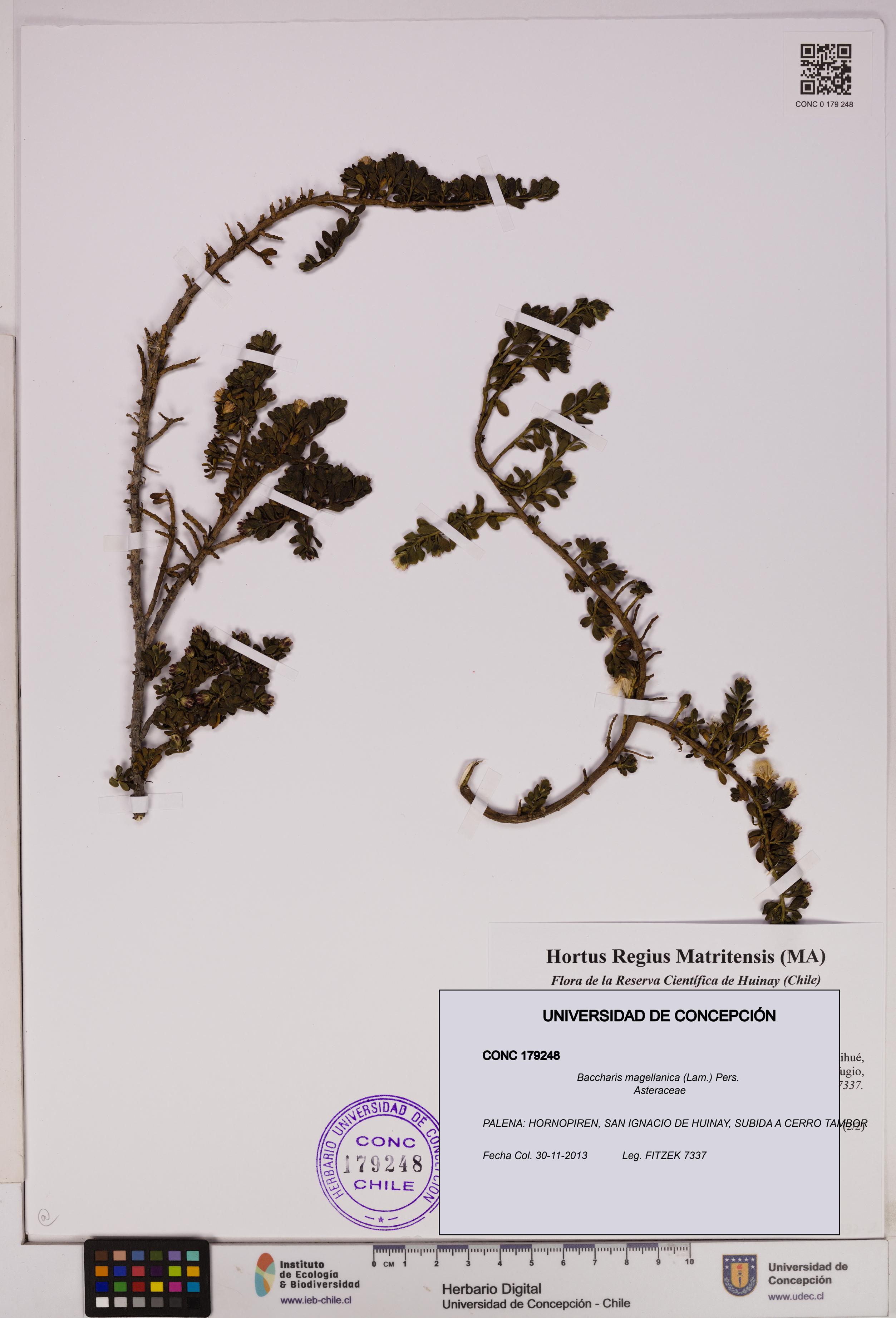 Baccharis magellanica [Espécimen: UDEC:CONC:0179248]