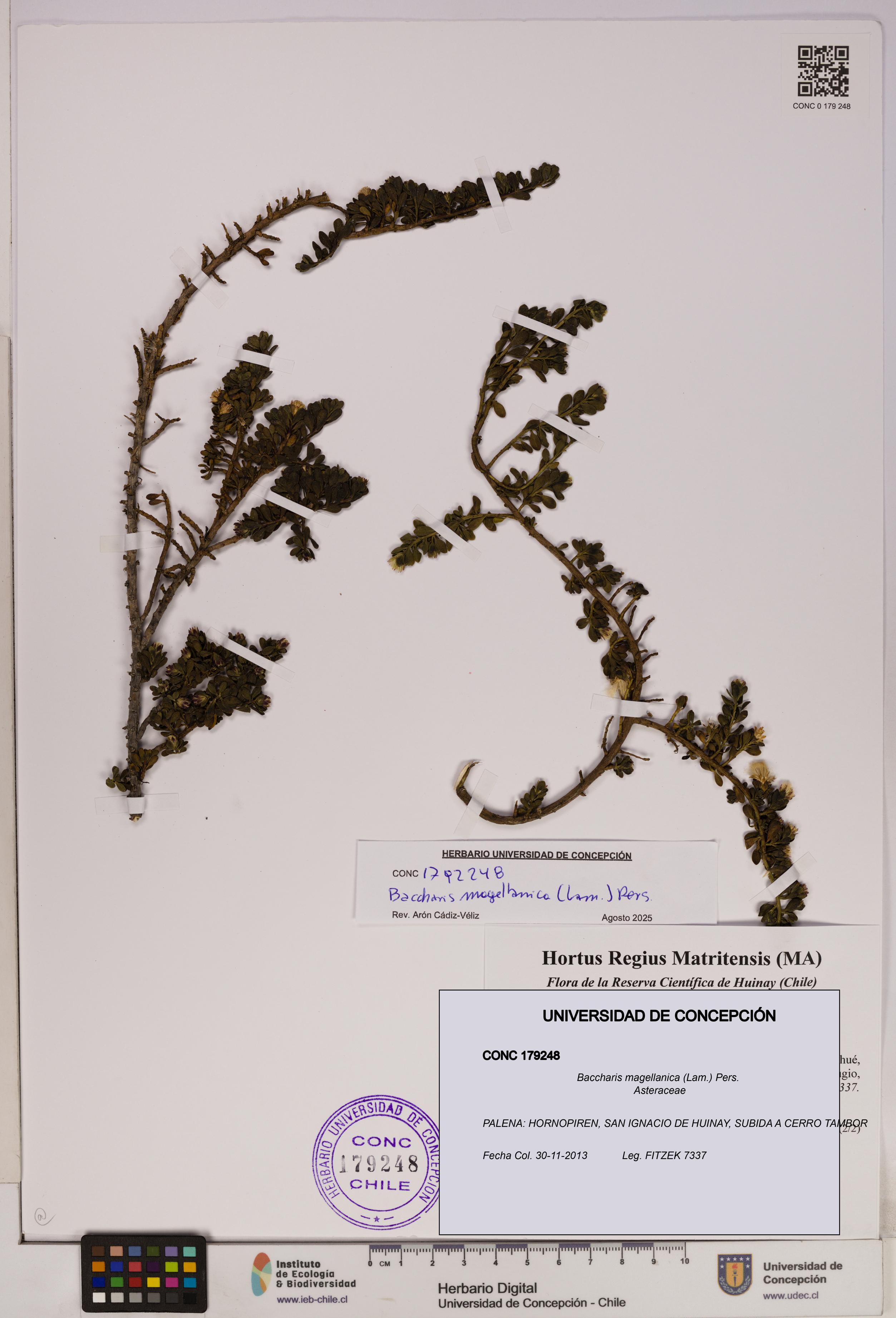Baccharis magellanica [Espécimen: UDEC:CONC:0179248]