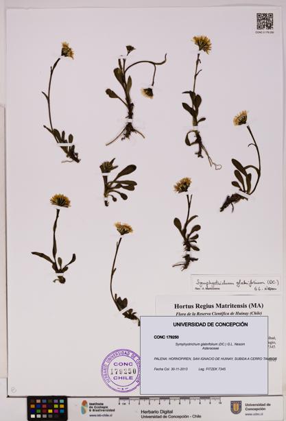 Symphyotrichum glabrifolium [Espécimen: UDEC:CONC:0179250]