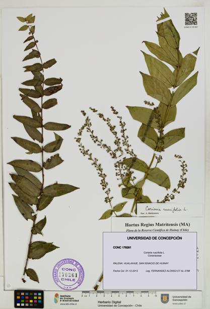Coriaria ruscifolia [Espécimen: ]