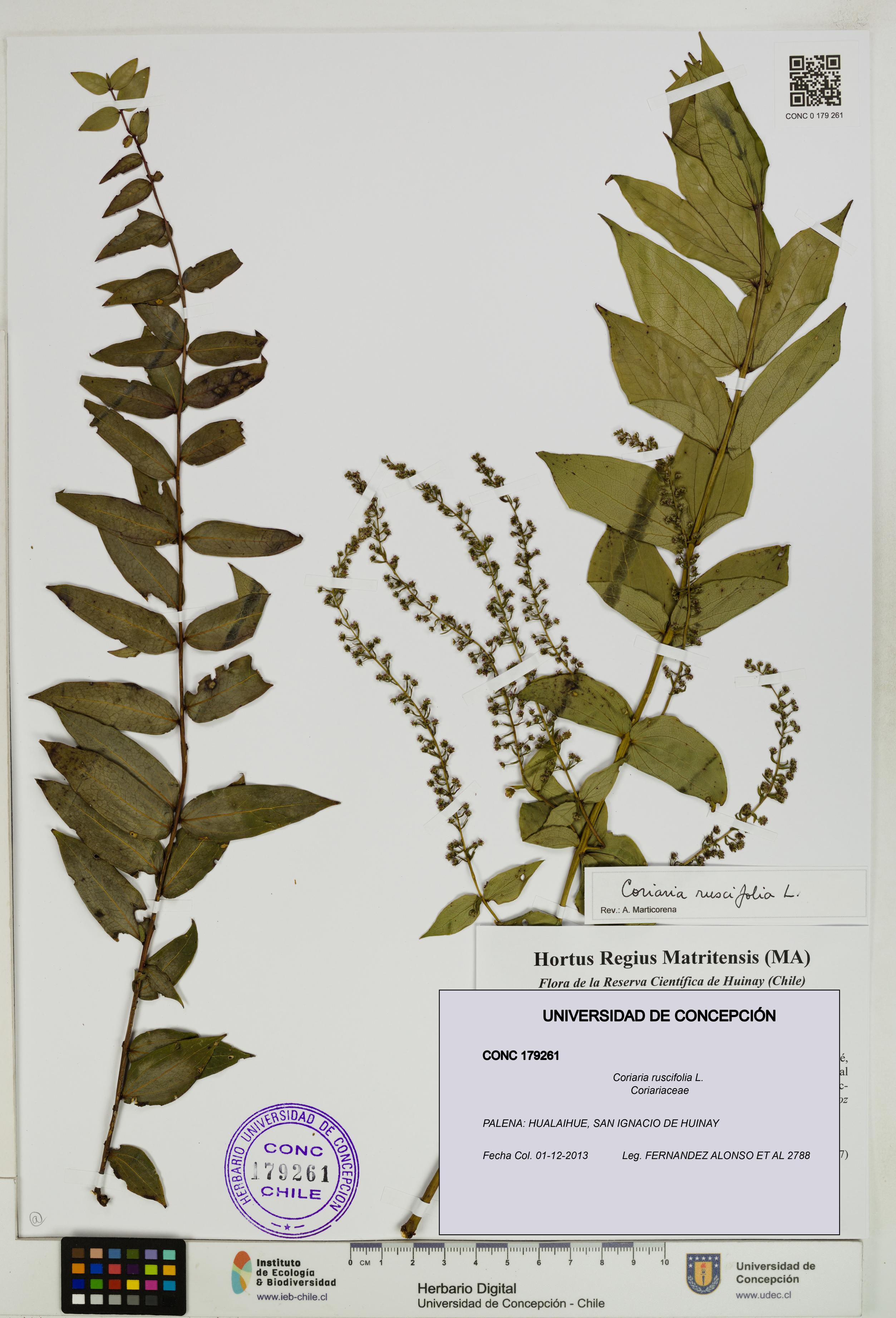 Coriaria ruscifolia [Espécimen: ]