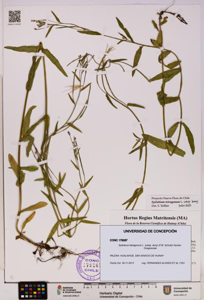 Epilobium tetragonum [Espécimen: UDEC:CONC:0179267]