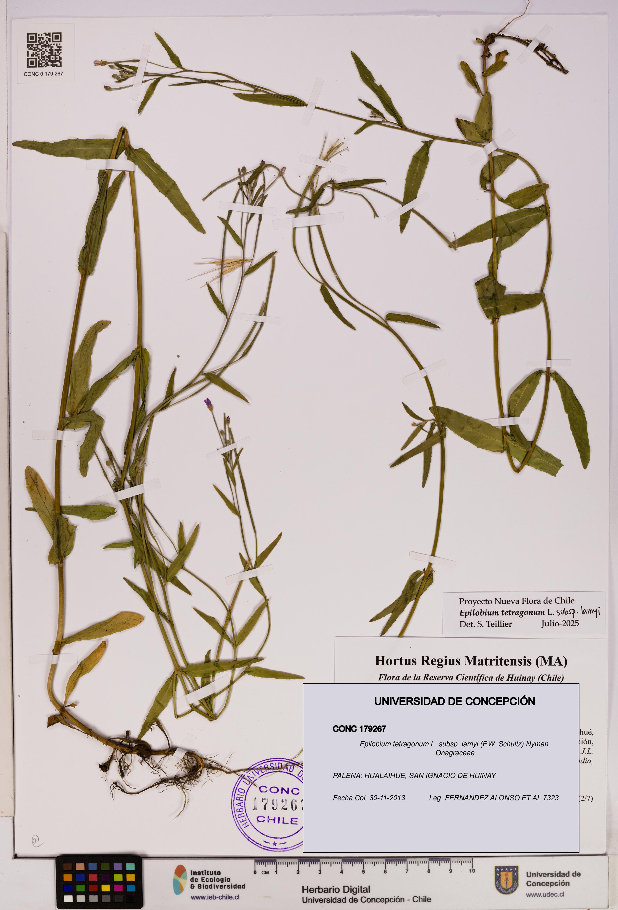 Epilobium tetragonum [Espécimen: UDEC:CONC:0179267]