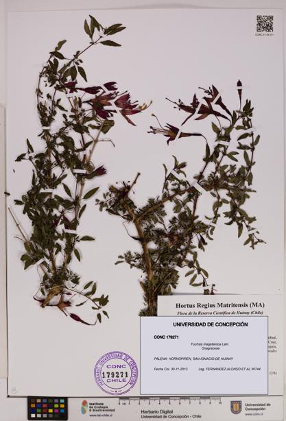 Fuchsia magellanica [Espécimen: UDEC:CONC:0179271]