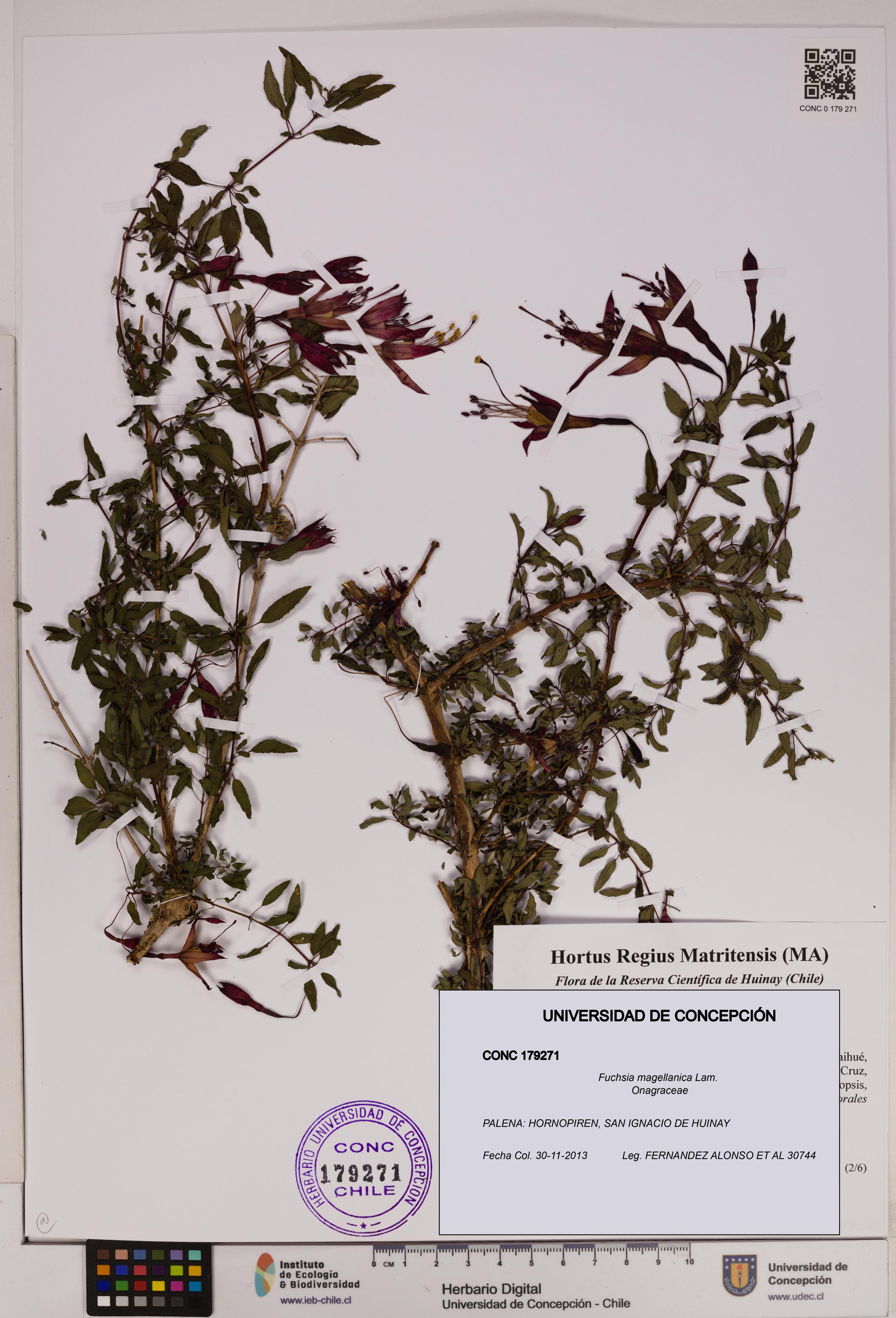 Fuchsia magellanica [Espécimen: UDEC:CONC:0179271]