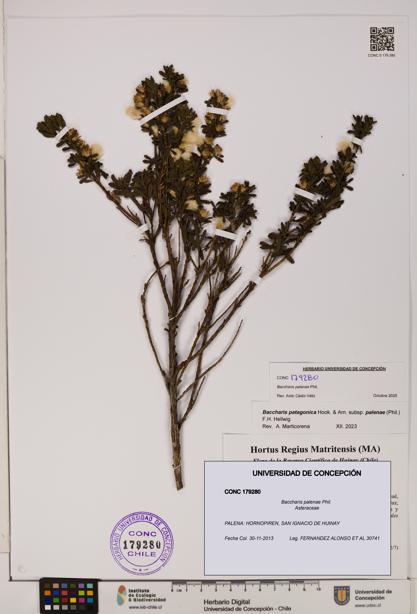 Baccharis patagonica [Espécimen: UDEC:CONC:0179280]